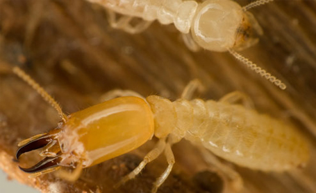 Kinds of Pests Termites