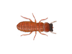 West Indian Dry Wood Termite