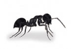 sydney termites