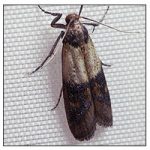 Indian meal moths are also known as Pantry moths