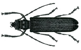Image for Borer beetle - Borer Control Sydney