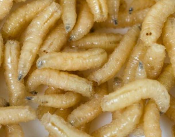 why maggots in house