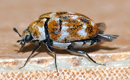 https://pestfreesydney.com.au/wp-content/uploads/2013/11/Carpet-beetle.jpg